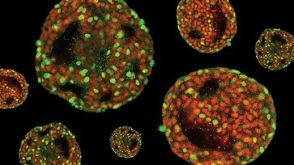 Expansion of hPSCs in 3D Suspension Culture Course