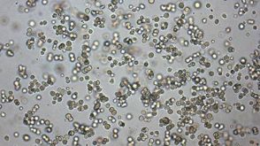 Mouse Hematopoietic CFU Assay Course