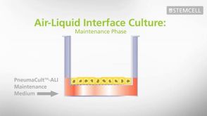 A Technical Guide to the Successful Mucociliary Differentiation of Primary Bronchial Epithelial Cells with PneumaCult&trade;-ALI