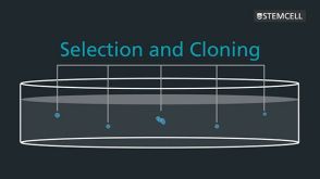 Why Use Semi-Solid Medium for Cloning Hybridomas and CHO Cells