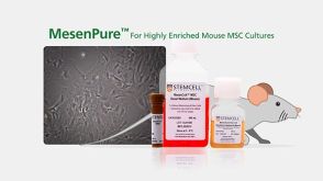 MesenPure™: For Highly Enriched Mouse MSC Cultures
