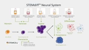STEMdiff™ Neural System for hPSC-Based Neurological Modeling