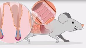 How to Culture Mouse Intestinal Organoids: Introduction