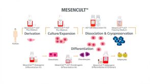 MesenCult™ for Mesenchymal Stromal Cell Derivation, Culture & Differentiation