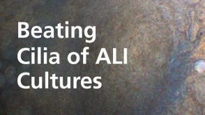 Beating Cilia of ALI Cultures Grown in PneumaCult™