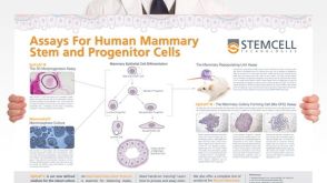 Assays for Human Mammary Stem and Progenitor Cells