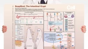 SnapShot: The Intestinal Crypt