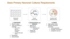 Standardized Primary Neuronal Culture with NeuroCult™ SM