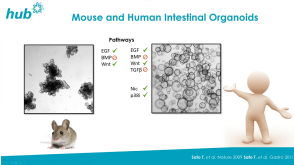 Patient-Derived Organoids for Drug Screening and Development