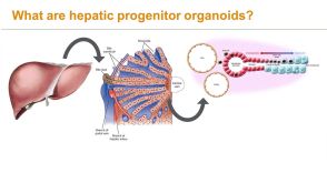 Adding Hepatic Organoids to Your Research