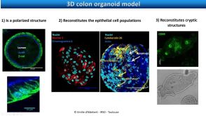 Studying the Interactions Between the Environment and the Intestinal Epithelium