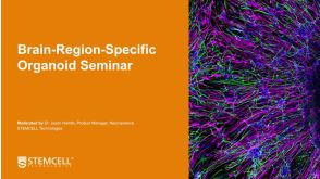 Building Brain Organoids and AssemBloids™ to Study Human Development and Disease