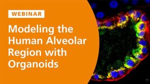 Modeling the Human Alveolar Region with Organoids