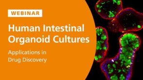 Applications of Human Intestinal Organoid Cultures in Drug Discovery 
