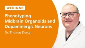 Phenotyping Midbrain Organoids and Neurons for Studying Parkinson’s Disease and Therapeutic Discovery