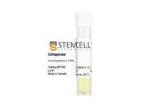 I型胶原酶（0.25%）