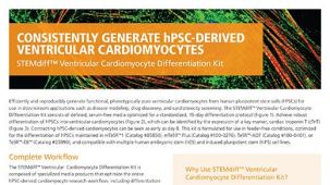 STEMdiff™心肌细胞分化试剂盒 由hPSC生成心肌细胞的标准化方案