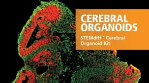 STEMdiff&trade;脑类器官试剂盒