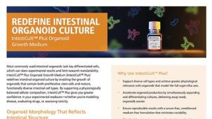 Redefine Intestinal Organoid Culture: IntestiCult™ Plus Organoid Growth Medium
