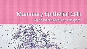 Mammary Epithelial Cells: Standardized Media and Reagents