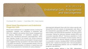Endothelial Cells, Angiogenesis, and Vasculogenesis