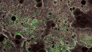 使用HepatiCult™ Organoid Initiation Medium（人）从3D类器官建立单层培养体系