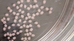 How to Dissociate 3D Neural Organoids into a Single-Cell Suspension