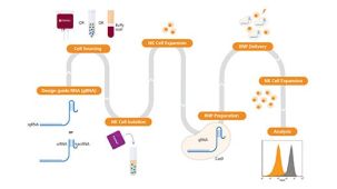 CRISPR-Cas9 Genome Editing of Human NK Cells