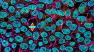 Large-Scale Expansion of Human Pluripotent Stem Cells (hPSCs) in 2D Monolayer Culture using TeSR™-AOF