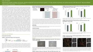 Significantly Greater Numbers of Neurons, Neurite Outgrowth and Branch Points in 21 Day Cultures of Primary Rat Cortical Neurons
