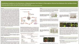 Establishing Conditions for the Enrichment of Oligodendrocytes from Cultures of Neurospheres Derived from Embryonic Rat and Mouse Brains