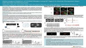 Heterozygous Deletion of KCNH2 Models Long QT Type 2 in Human Pluripotent Stem Cell-Derived Cardiomyocytes