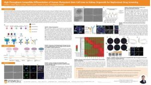 High-Throughput-Compatible Differentiation of Human Pluripotent Stem Cell Lines to Kidney Organoids for Nephrotoxic Drug Screening