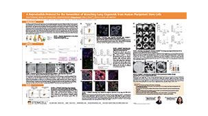 A Reproducible Protocol for the Generation of Branching Lung Organoids From Human Pluripotent Stem Cells