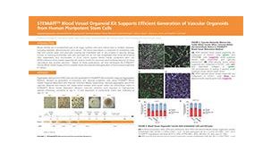 STEMdiff™ Blood Vessel Organoid Kit Supports Efficient Generation of Vascular Organoids from Human Pluripotent Stem Cells