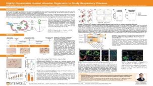 Highly Expandable Human Alveolar Organoids to Study Respiratory Diseases