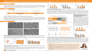 Robust and Efficient Generation of Functional Human Pluripotent Stem Cell-Derived Atrial Cardiomyocytes