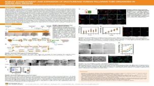 Robust Establishment and Expansion of Multilineage Human Fallopian Tube Organoids in Serum-Free Medium
