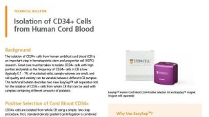从人脐带血分离CD34+细胞