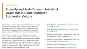 Scale-Up and Scale-Down of Intestinal Organoids in Dilute Matrigel® Suspension Culture