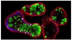 Human Intestinal Organoid Course