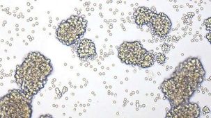 Human T Cell Expansion Course