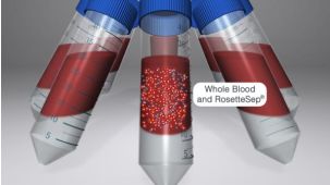 Isolate Highly Purified Cells for HLA Analysis with RosetteSep™ Immunodensity Cell Isolation