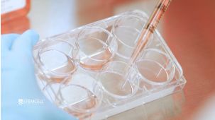 How to Coat Plates for Human Pluripotent Stem Cell (hPSC) Cultures in mTeSR™ Plus