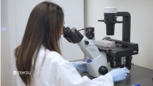 How to Maintain and Assess Morphology of Human Pluripotent Stem Cells Cultured in mTeSR™ Plus