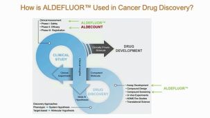 ALDH+ Cancer Precursor Cells in Drug Response Prediction