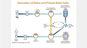 Human Naïve-Like Pluripotent Stem Cell Generation and Maintenance
