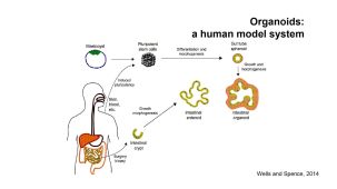 GI Tract Organoids: Using Advanced Tissue Models to Interrogate Absorption and Regulation