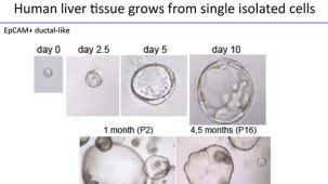 From Stem Cells to Organoids: Modeling the Gastrointestinal Tract