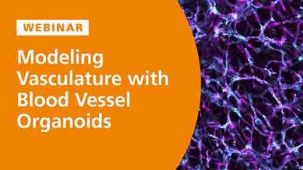 Modeling the Structural and Functional Features of Blood Vasculature with Blood Vessel Organoids